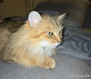 Liebe Katze abzugeben   200  