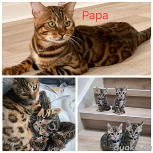 Bengal Baby Katze 