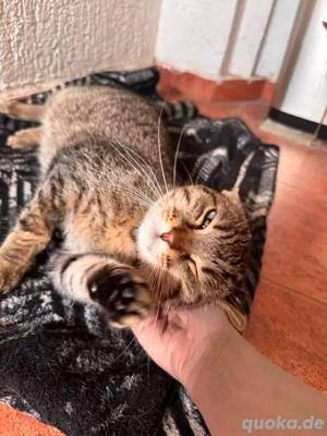 Valentina liebe Katze sucht ein Zuhause