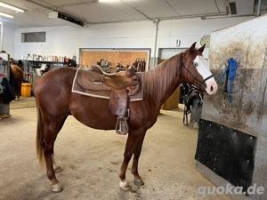 Quarter Horse Wallach  Bild 2
