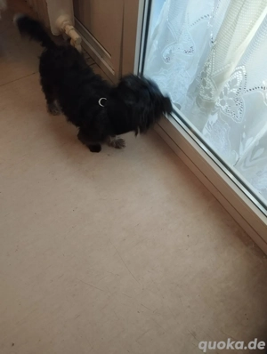 Mischling Hund Mädchen 