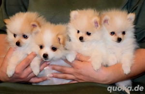 Zwergspitz Pomeranian Welpen