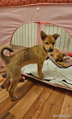 Oliver süßer Welpe Mischling Rüde Junghund sucht Zuhause oder Pflegestelle