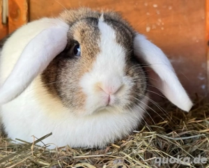 zwergkaninchen Häsinen  Bild 2