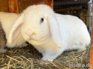 zwergkaninchen Häsinen 