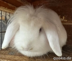 Zwergkaninchen Häsinen  Bild 2