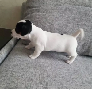 Jack Russell Terrier Welpen