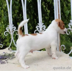  Jack Russell Terrier Welpen