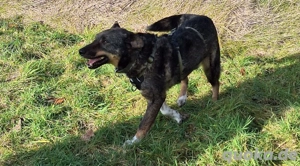 GINO- unkomplizierter Familienhund Bild 2