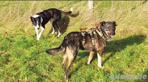 GINO- unkomplizierter Familienhund Bild 4