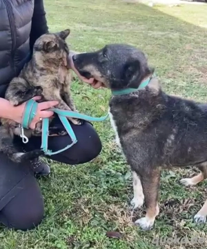 GINO- unkomplizierter Familienhund Bild 5