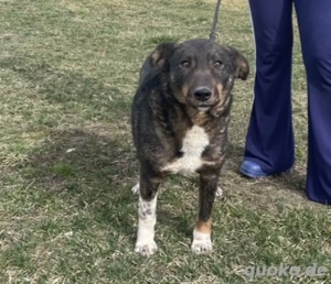 GINO- unkomplizierter Familienhund Bild 3