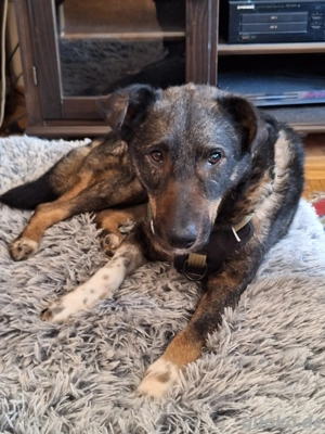 GINO- unkomplizierter Familienhund Bild 7