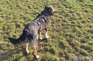 GINO- unkomplizierter Familienhund Bild 6