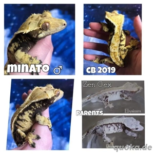 Zuchtmännchen Kronengecko