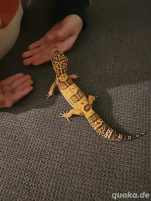 Leopardgecko 1.0 Tremper Albino