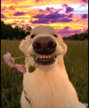 ich suche einen Hund.