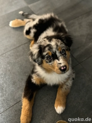 Aussie Mädel sucht schönes zu Hause 