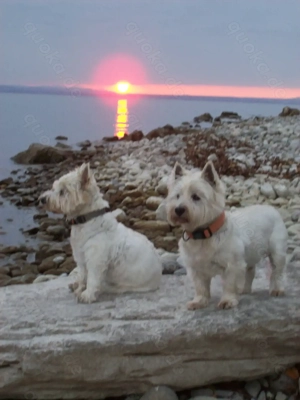 Suche Westie Hündin - suche West Highland White Terrier Hündin  Suche