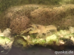 Kleine Zwergkrebse und Antennenwelse 