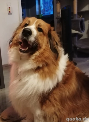 Bernhardiner-Colliemix