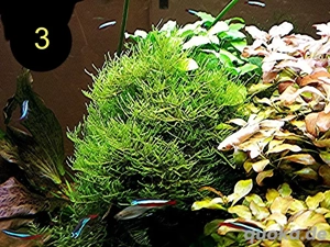 Quellmoos, Javamoos, Stringymoos, Wasserpflanzen Bild 5