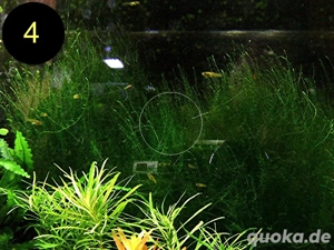 Quellmoos, Javamoos, Stringymoos, Wasserpflanzen Bild 8