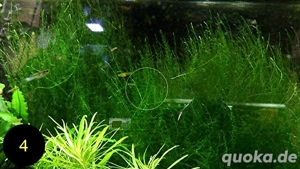 Quellmoos, Javamoos, Stringymoos, Wasserpflanzen Bild 9