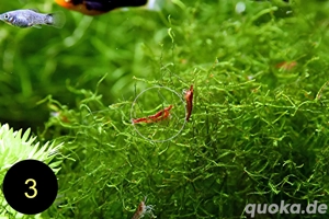 Quellmoos, Javamoos, Stringymoos, Wasserpflanzen Bild 6