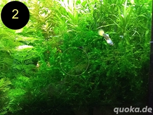 Quellmoos, Javamoos, Stringymoos, Wasserpflanzen Bild 3
