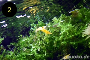 Quellmoos, Javamoos, Stringymoos, Wasserpflanzen Bild 4