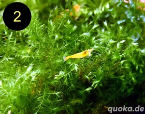 Quellmoos, Javamoos, Stringymoos, Wasserpflanzen Bild 2