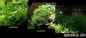 Quellmoos, Javamoos, Stringymoos, Wasserpflanzen