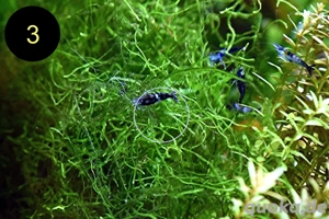 Quellmoos, Javamoos, Stringymoos, Wasserpflanzen Bild 7