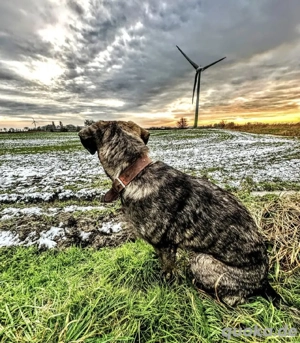 Junger Rüde sucht dringend ein neues Zuhause 