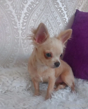 Chihuahua Welpe Hündin 