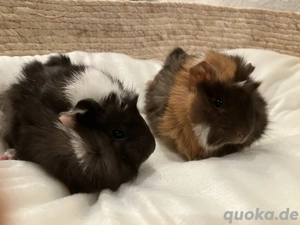 Süße Meerschweinchen Skye und Zuma suchen eine liebe, nette Familie