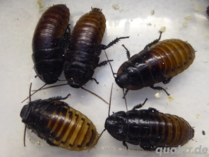 Schaben Fauchschaben Gromphadorhina Madagaskarfauchschabe 50x