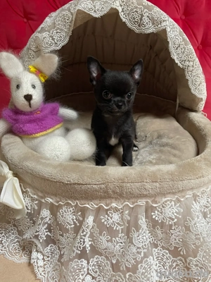 Chihuahua Welpe Hündin 