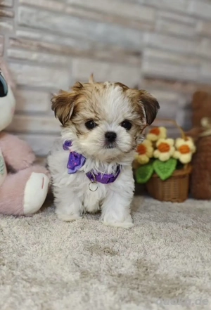 Luna ist bereit zur Adoption, nur ernsthafte Anfragen.