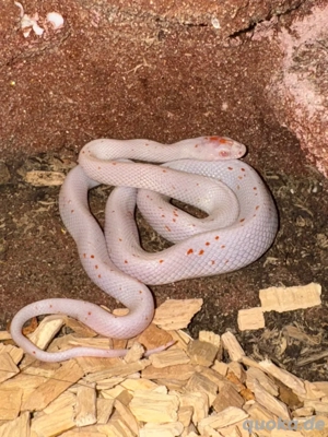 Kornnatter Amel Palmetto NZ von 05 25