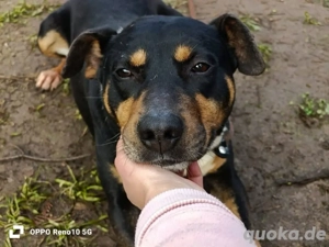 REX    wünscht sich ein Zuhause voller Liebe