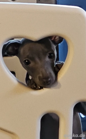 Italienische Windspiel Welpen, o.P.