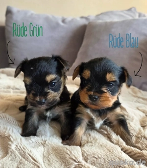 Kleine Biewer Terrier, Yorkshire Terrier Welpen