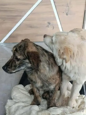 Kapucina braucht ein richtiges Zuhause Bild 7