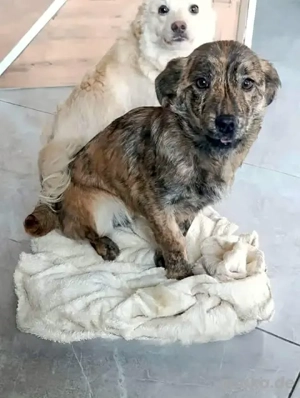 Kapucina braucht ein richtiges Zuhause Bild 6