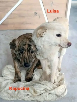 Kapucina braucht ein richtiges Zuhause Bild 8