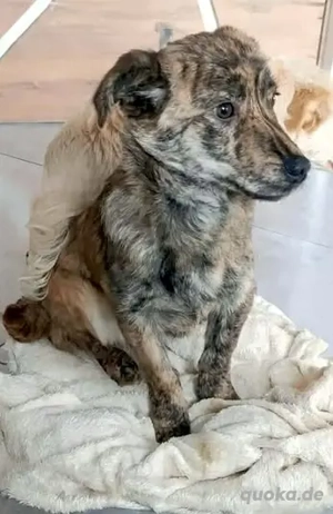 Kapucina braucht ein richtiges Zuhause Bild 2