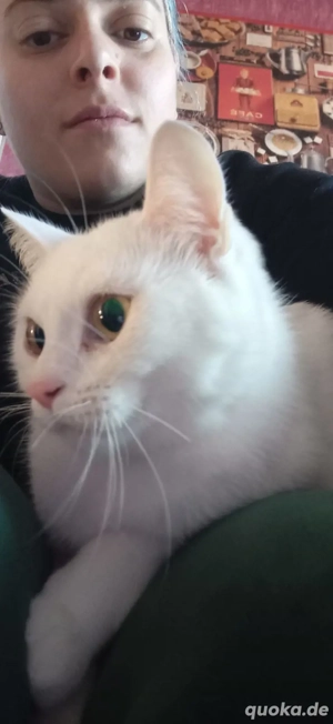 Rassekatze 18 Monate alt in gute Hände abzugeben