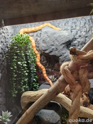 Kornnatter männlich